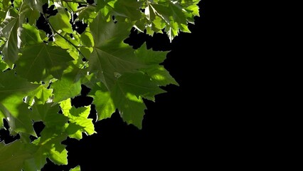 Alpha channel plant tree with a transparent background for overlaying other images during installation