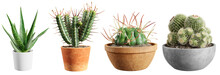 Set Of Cacti Plants In Pots Isolated On Transparent Background. 3D Render.