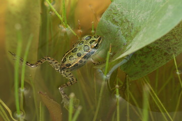 Canvas Print - juvenille northern leopard frog rana pipiens swimming