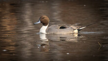 Pintail Ducks On The Pond