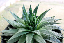 Ornamental Plant Aloe Aristata, Green In Color With Sharp Thorns On The Leaves