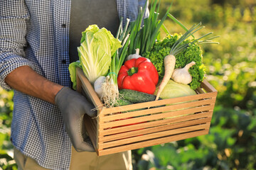 Man with crate of different fresh ripe vegetables on farm, closeup