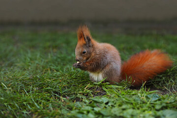 Canvas Print - Cute squirrel eating on green grass in zoo. Space for text