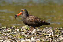 A Black Oystercatcher With A Mussel In Its Beak Standing On Shore