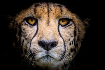 close up portrait of a cheetah with black background