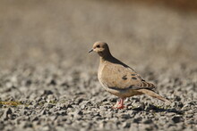 Mourning Dove In Sun On Grey Rocks