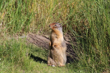 Wall Mural - prairie dog in the grass