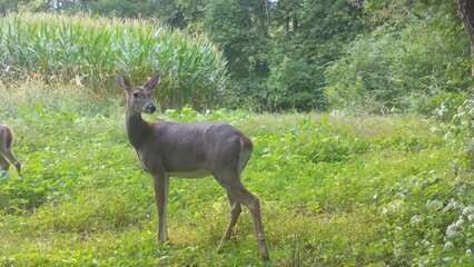 whitetail doe deer cautiously looking around while standing in a plot of wild radishes near a cornfi