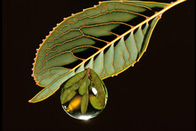  A Green Leaf With A Drop Of Water Hanging From It's Side, With A Yellow Object In The Middle Of The Leaf, And A Black Background With A Black Background With A. Generative AI