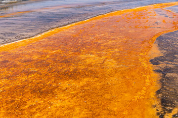 Wall Mural - Thermophilic bacteria (Thermophiles) in a stream flowing from a hot spring system. Grand Prismatic Spring in Yellowstone National Park.