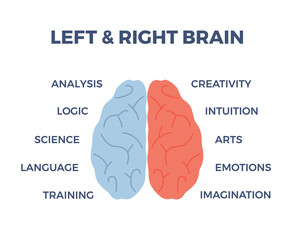 Infographic about human brain with left and right hemisphere flat style