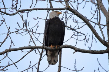 bald eagle on a tree