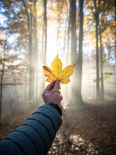 Hand Holding Yellow Maple Leaf On Autumn Yellow Sunny Background. Fall Season.