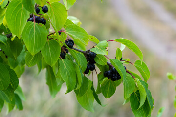 Wall Mural - Branch of Common buckthorn Rhamnus cathartica tree in autumn. Beautiful bright view of black berries and green leaves close-up