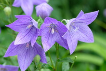 Purple Bell Flower In Blooming