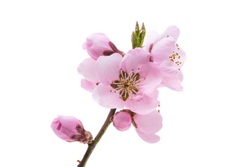 Poster - pink sakura flower isolated