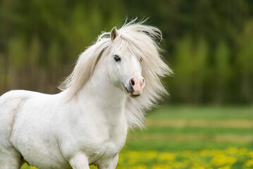 Wall Mural - Beautiful white pony stallion with long mane in summer