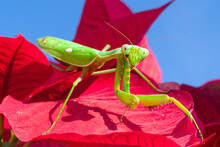 Praying Mantis Is The Typical Name Given To This Characteristic Insect. This Is Green On A Red Background. It's Harmless
