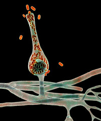 Sticker - Saksenaea microscopic fungi, the agent of mucormycosis disease, 3D illustration