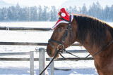 Fototapeta Konie - Pferd / Weihnachtsmütze