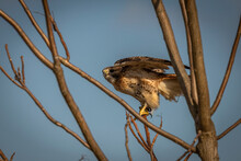 Red-tailed Hawk Perched On A Tree Branch