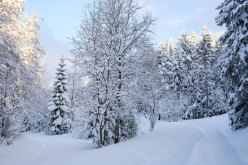 Wall Mural - Snowy park after snowfall in the winter