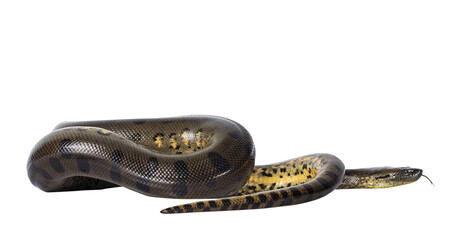 Fototapete - Young Green Anaconda aka Eunectus murinus snake. Isolated cutout on transparent background.
