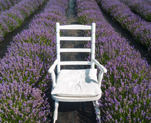 Wall Mural - white chair on the lavender meadow.