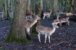 Herd of fallow deers on the lookout in a muddy  forest in winter, looking at something.