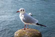 Seagull On Rock