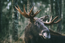 Portrait Of A Moose Bull With Big Antlers Close Up In Forest. Selective Focus.