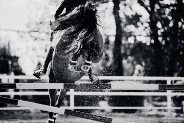 Wall Mural - A black-and-white image of a horse jumping over a high barrier, kicking up dust with its hooves. Equestrian sports and show jumping. Horse riding.