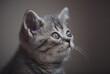closeup portrait of cute british kitten