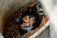 Cute Calico Kitten With Blue Eyes Looking At The Camera, Litter Of Three Kittens In The Straw On A Farm