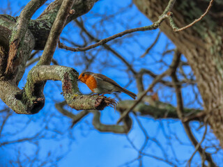 Wall Mural - robin perched on the branch of a tree with blurred branches and blue sky in the background