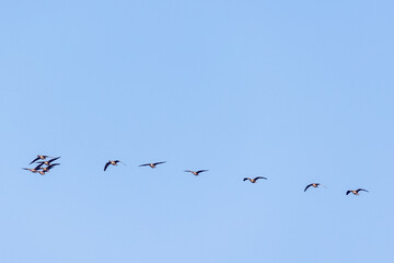 Sticker - Greater white fronted goose flying