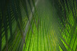 © John Hanson Pye - Tropical palm frond cover backlit texture with soft selective focus