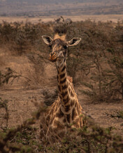 Portrait Of A Giraffe Behind A Tree Camouflaged In The Landscape Of The African Savannah In The Serengetti, Tanzania During A Safari.