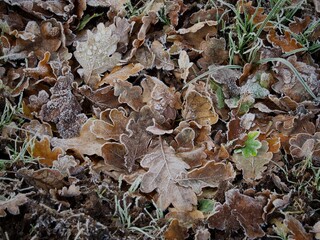 Canvas Print - Frosted Fallen Leaves in Winter