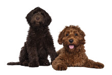 Red And Chocolate Cobberdog Aka Labradoodle Pups, Sitting And Laying Down Together. Looking Towards Camera. Isolated Cutout On A Transparent Background.