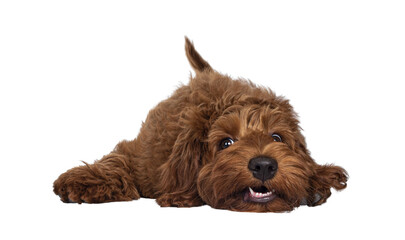 Red Cobberdog aka Labradoodle pup, laying head down with a silly face. Looking towards camera. Isolated cutout on a transparent background.