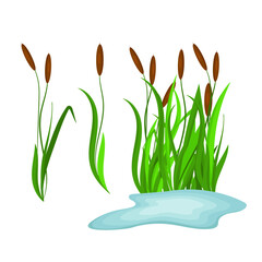 Wall Mural - Sedge, reeds on the lake. Vector set on a white background.