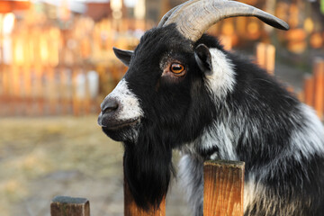 Sticker - Cute goat inside of paddock in zoo