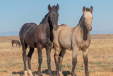 Fototapeta  - Wild Horses in Autumn in the Wyoming Desert