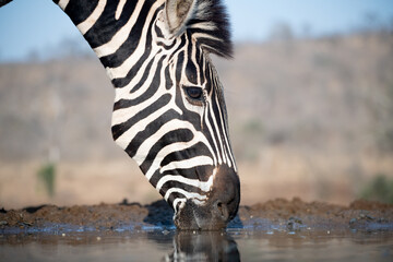 Canvas Print - Zebra at a waterhole in South Africa