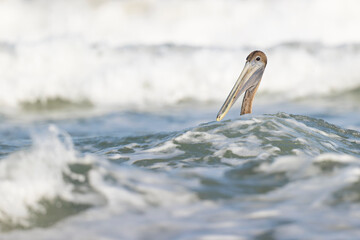 A brown pelican (Pelecanus occidentalis) swimming in the sea with waves crashing.