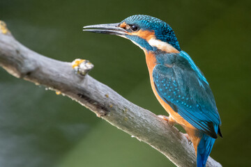 Adult male kingfisher sitting on a perch at Lakenheath Fen nature reserve in Suffolk, UK