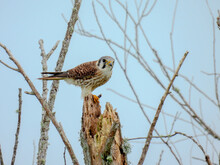American Kestrel At T. M. Goodwin Waterfowl Management Area In Florida
