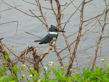 Male Belted Kingfisher At T. M. Goodwin Waterfowl Management Area In Florida