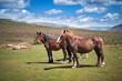 Several horses in semi-freedom in a landscape of the Palencia Mountain with green grass and flowering heather